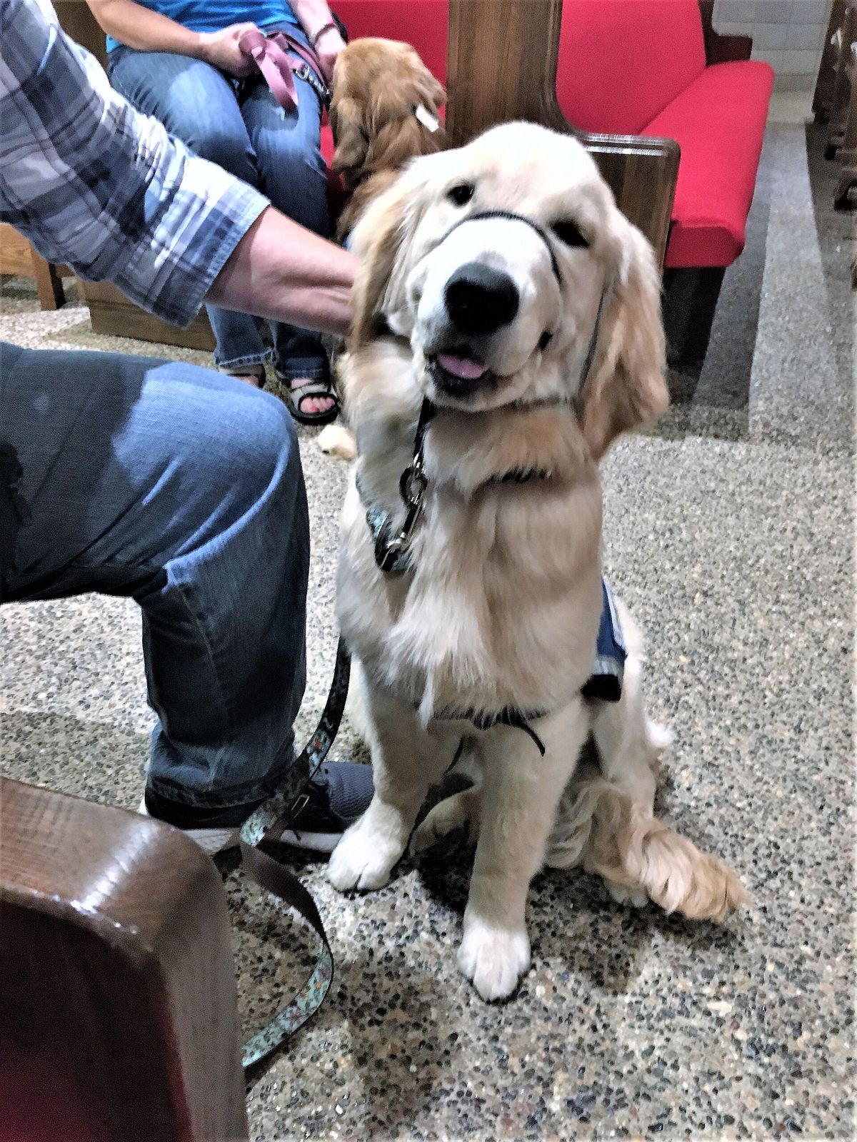 A golden retriever puppy in a service dog vest sitting beside its trainer