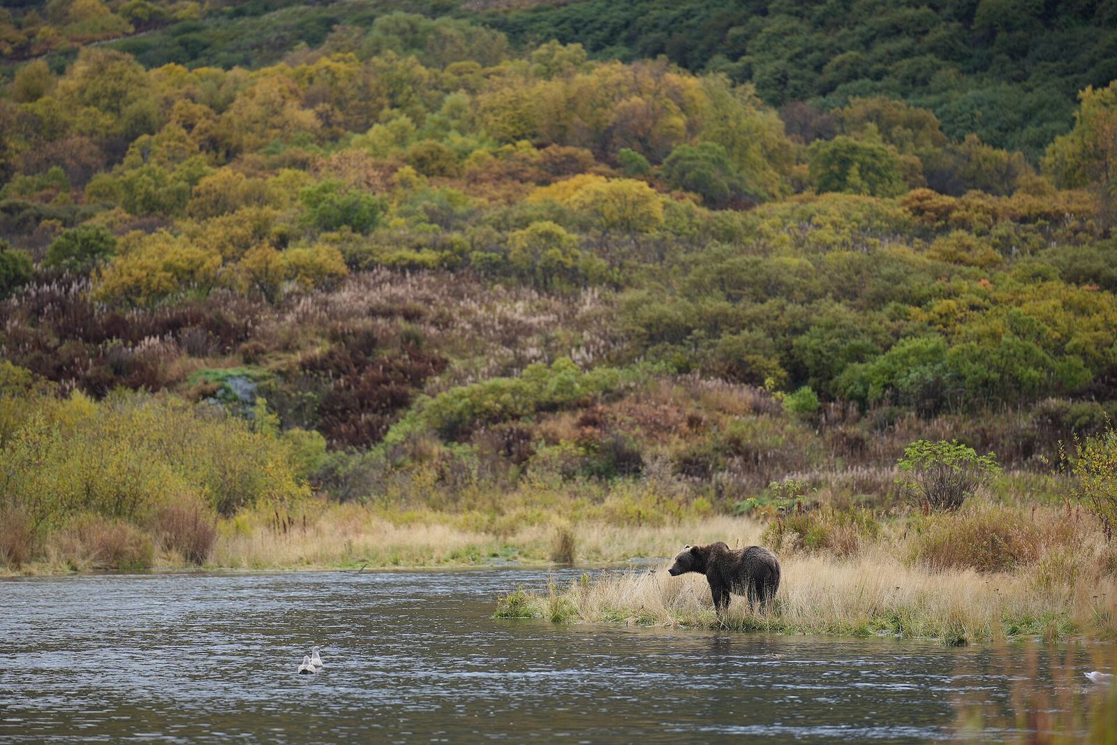 A Kodiak brown bear standing in shallow water at Karluk Lake on Kodiak Island