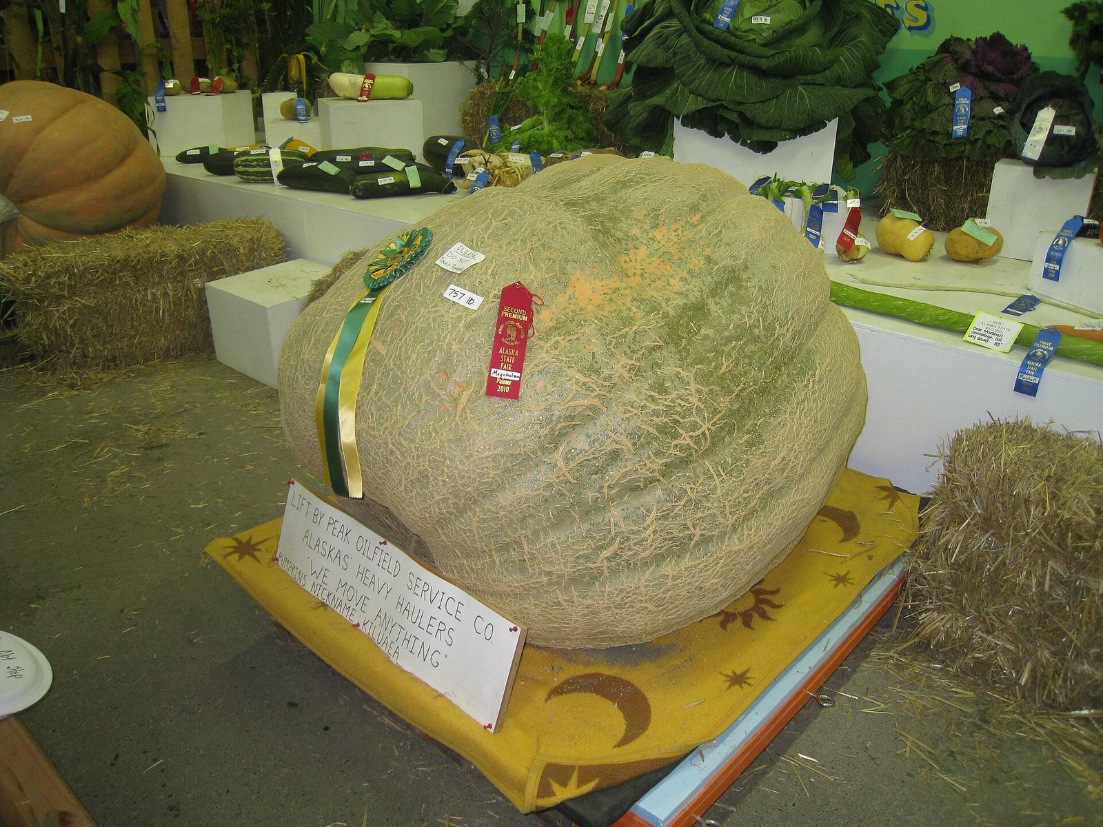 A giant melon with a prize ribbon among other oversized vegetables on display at the Alaska State Fair