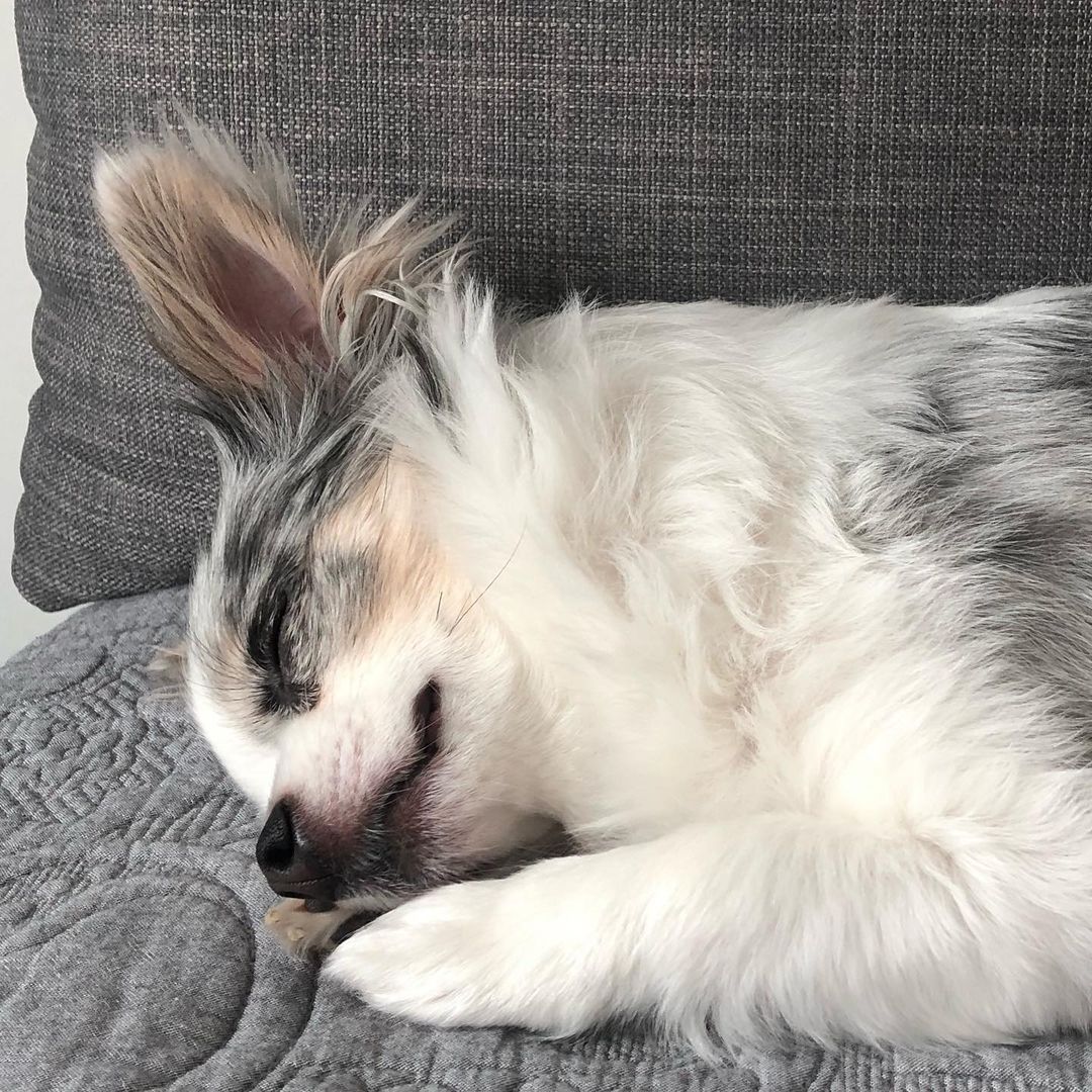 A fluffy white and gray dog fast asleep on a gray sofa cushion