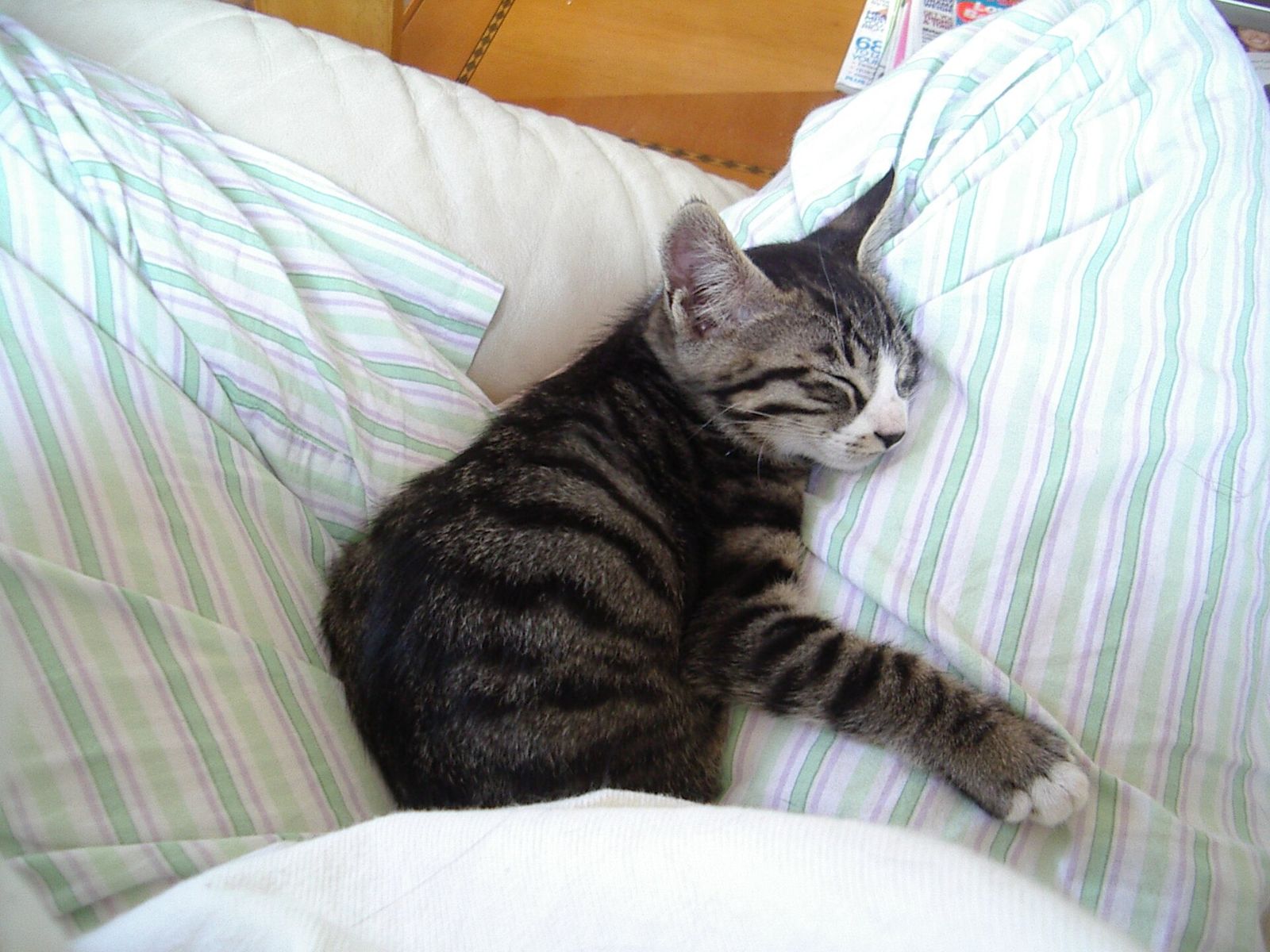 A gray tabby cat asleep and stretched out on striped pillows