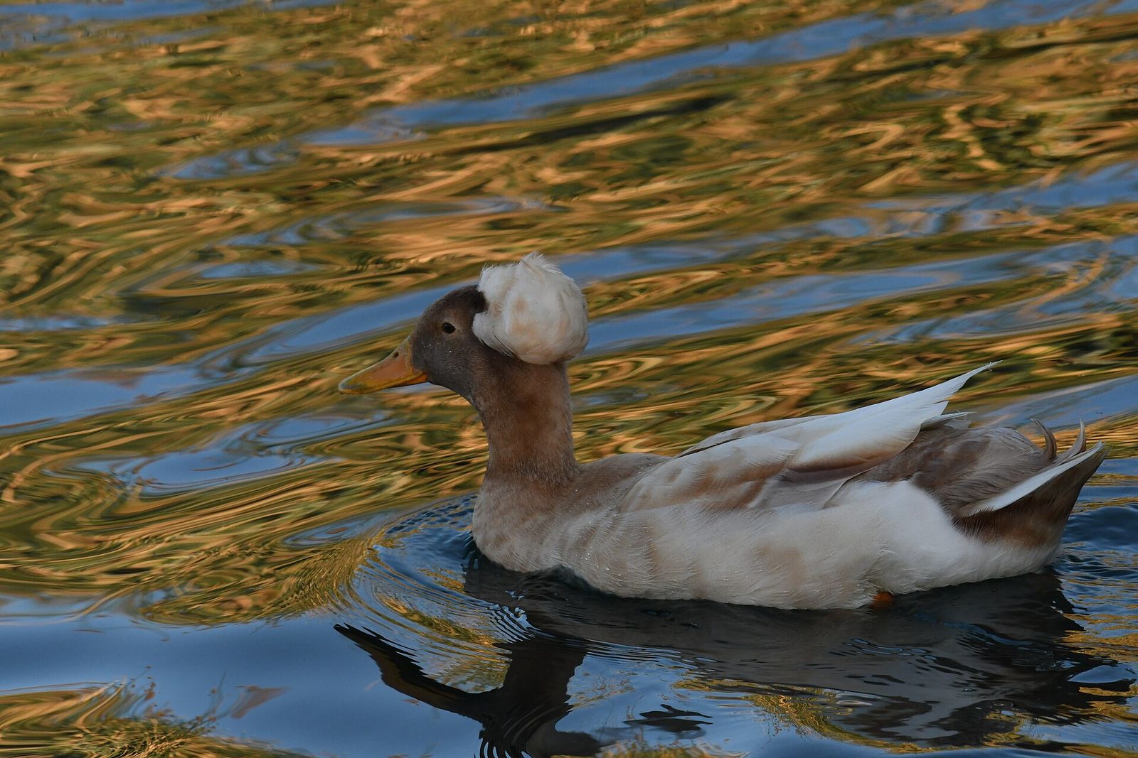 A white domestic duck swimming at the Riparian Preserve at Water Ranch in Gilbert