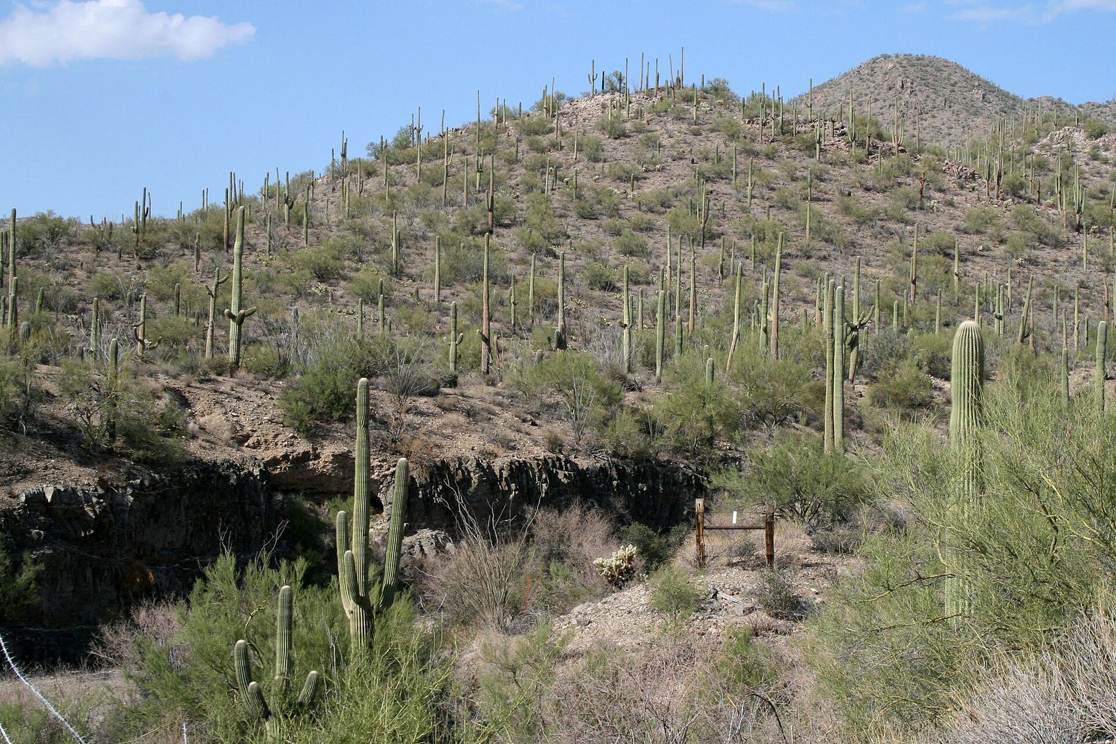 Saguaro cactuses covering a green desert hillside in Saguaro National Park near Tucson