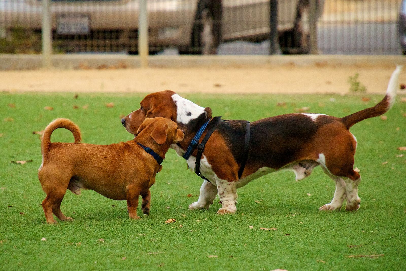 Two dogs greeting each other on the grass of a dog park