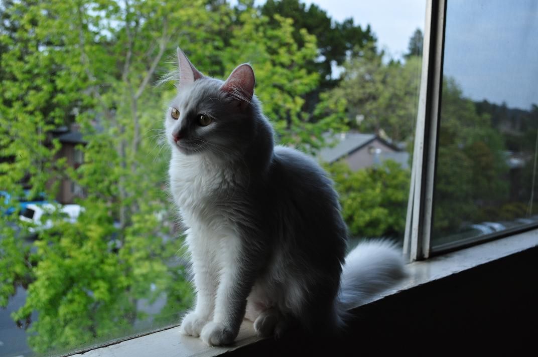 A long-haired white and gray cat sitting on a window sill and looking out at green trees