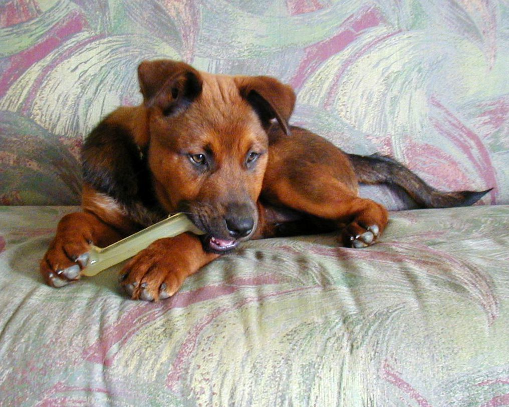 A brown puppy lying on a patterned couch and chewing a bone