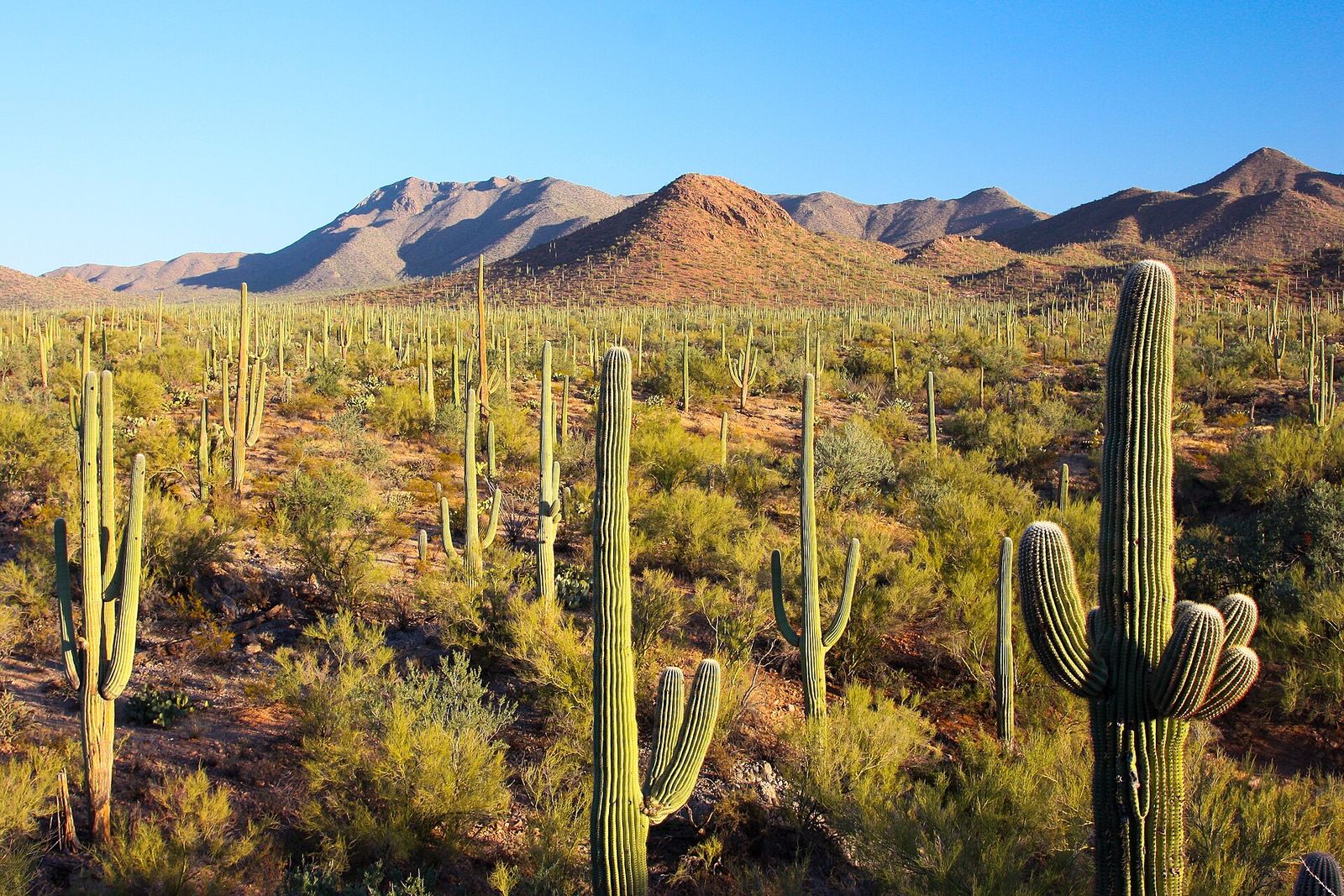 Tall saguaro cactuses spread across the desert floor below rocky hills in Saguaro National Park near Tucson