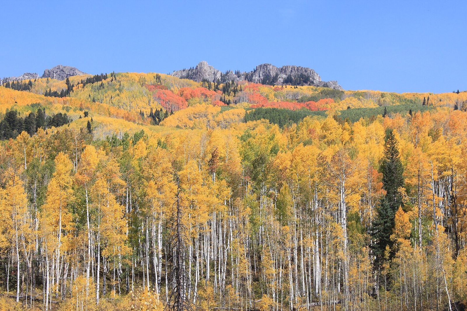 Aspen groves in gold and orange autumn color covering the hills at Kebler Pass, Colorado