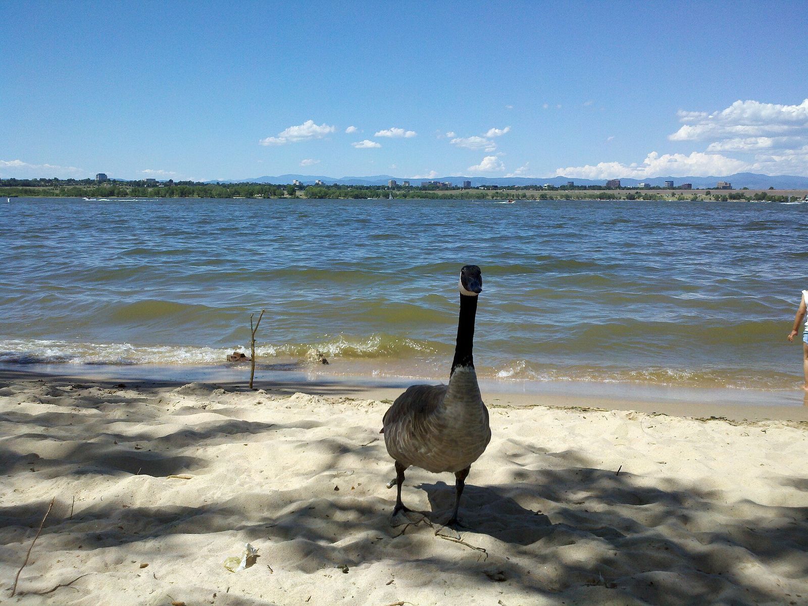 A Canada goose standing on the sandy shore of Cherry Creek Reservoir, with the water and a distant shoreline under a blue sky, near Aurora, Colorado