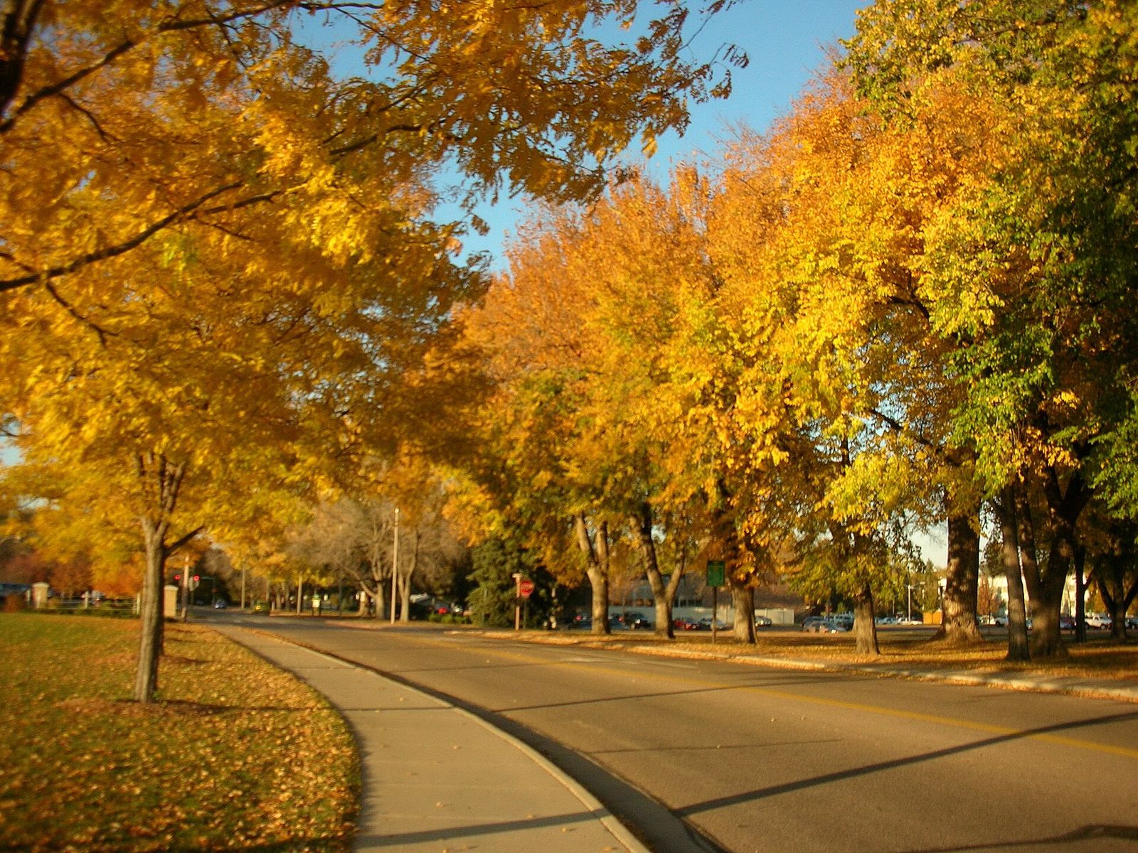 Autumn trees along Meridian Avenue on the Colorado State University campus in Fort Collins