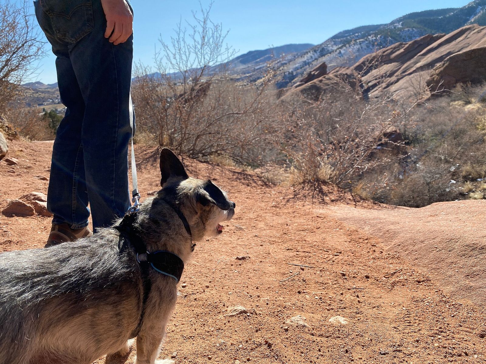 A small dog on a leash beside its owner on a red dirt trail at Red Rocks Park near Morrison, Colorado, with red rock formations and foothills behind
