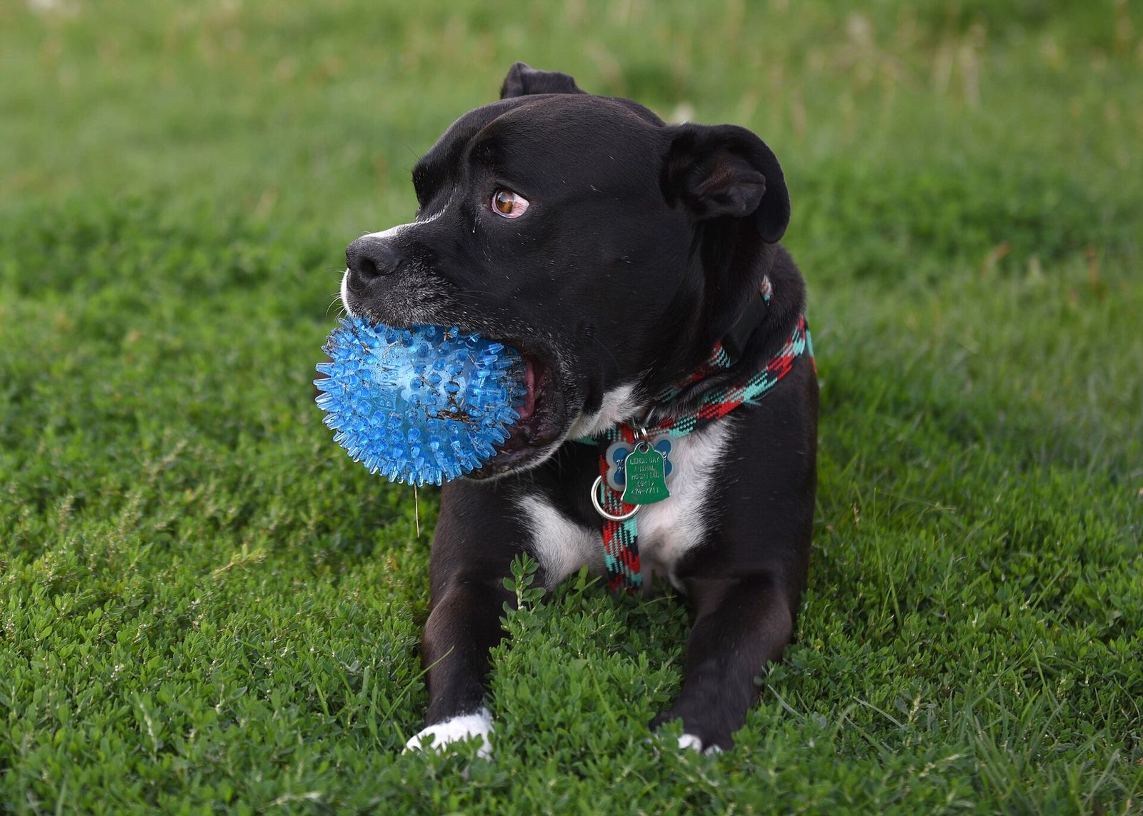 A black and white dog lying in the grass with a blue rubber ball in its mouth
