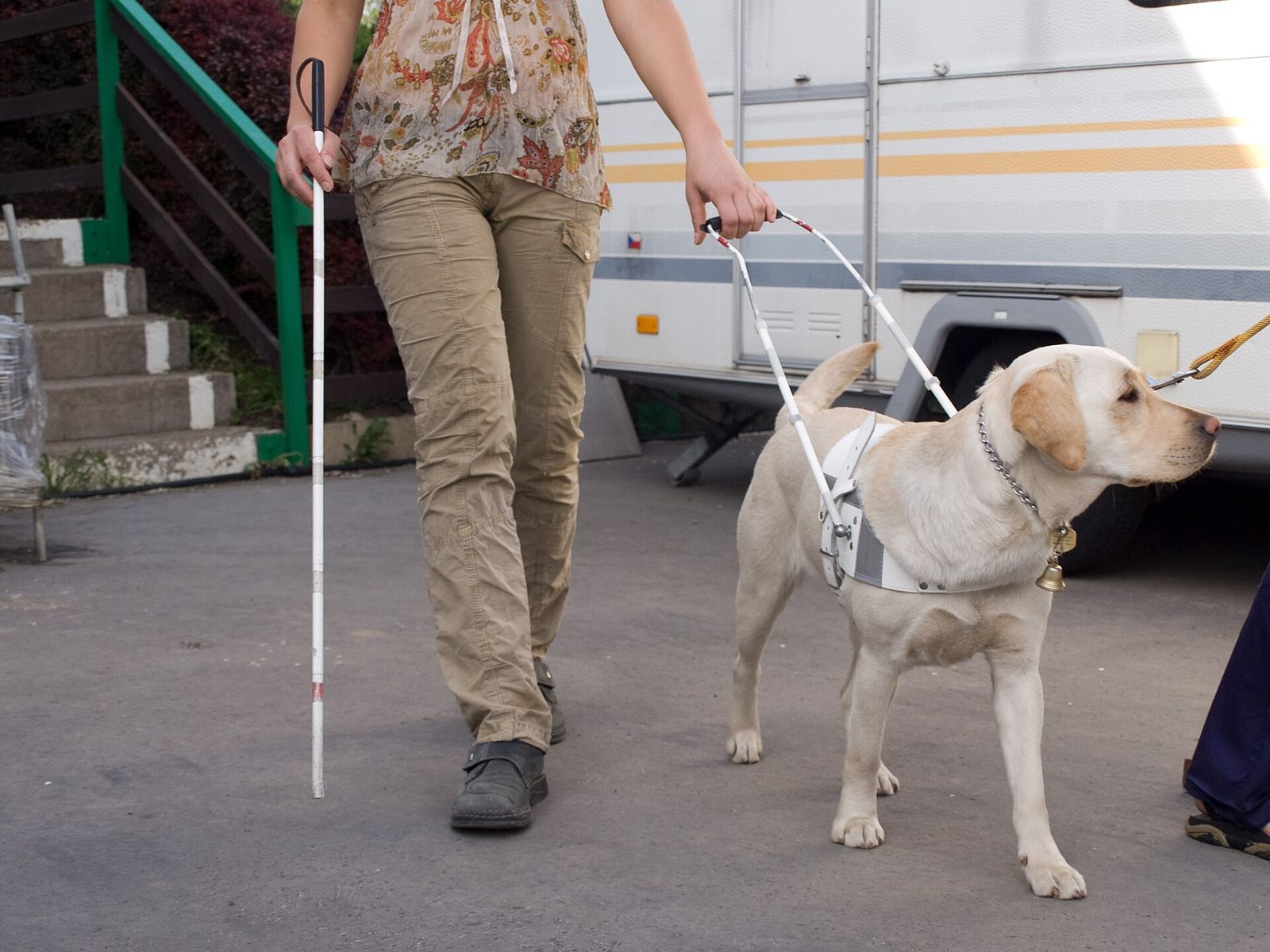 A person with a white cane walking beside a yellow Labrador guide dog in a white harness