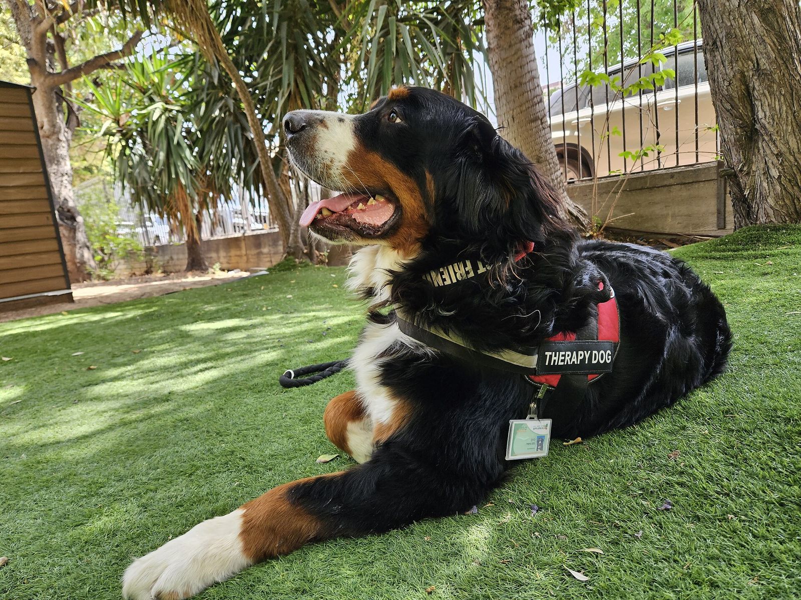 A Bernese Mountain Dog wearing a therapy dog vest and an ID badge, lying on grass