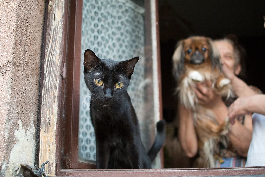 A cat and a dog sitting together at a window