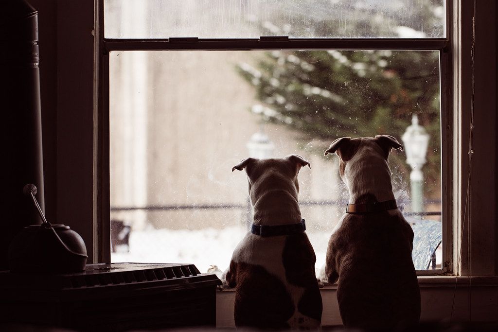 Two dogs looking out of an apartment window