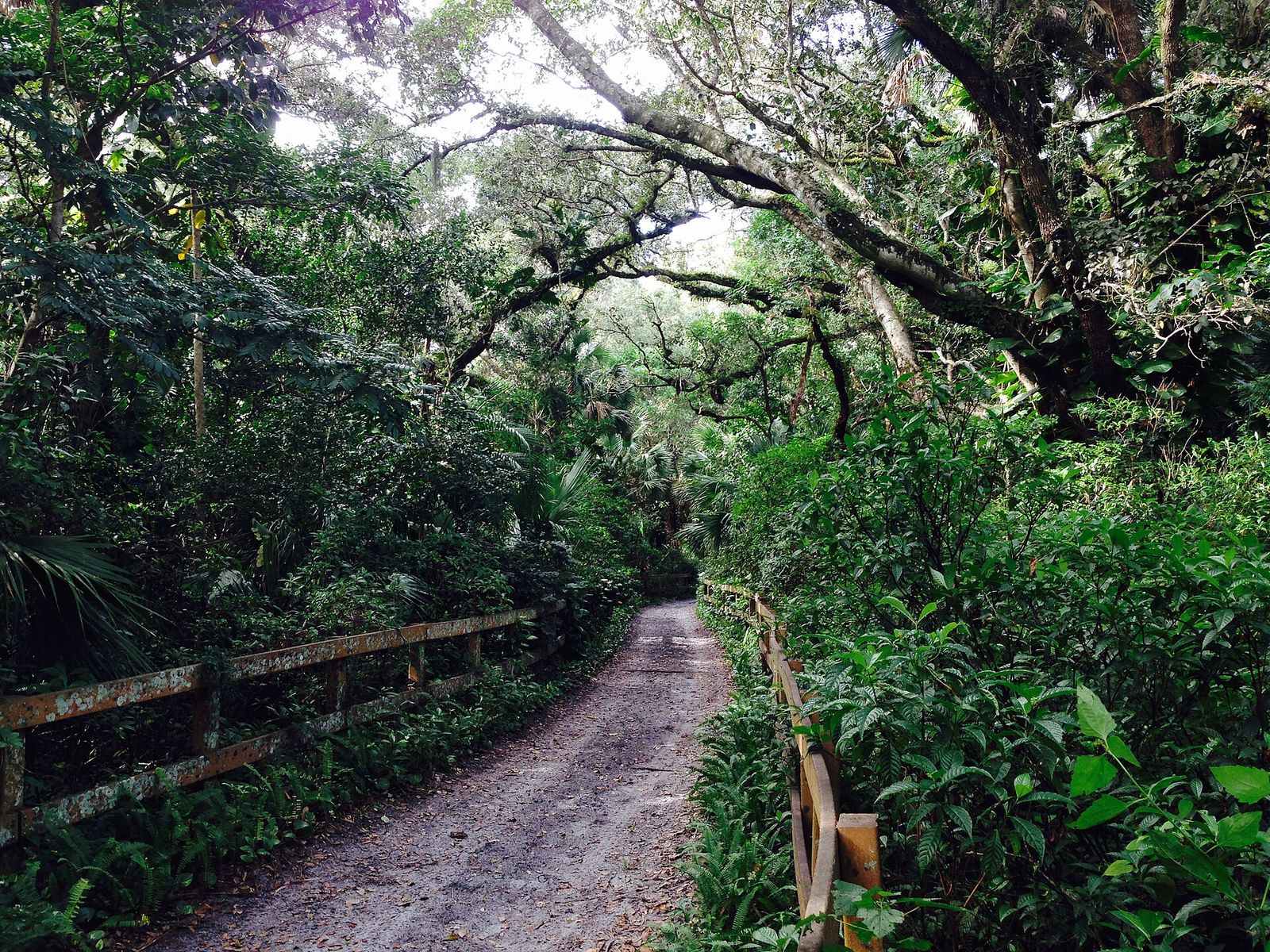 A shaded dirt trail under oak trees in Davie