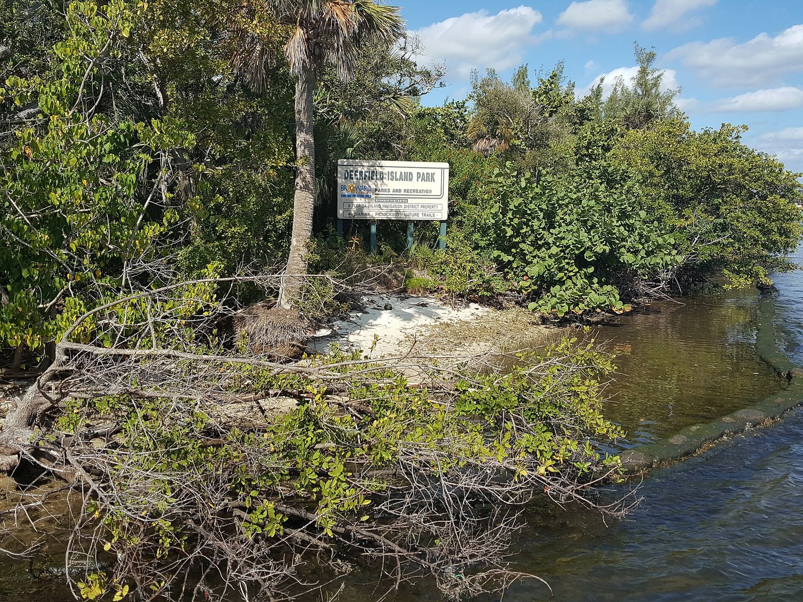 Mangroves and water at Deerfield Island Park