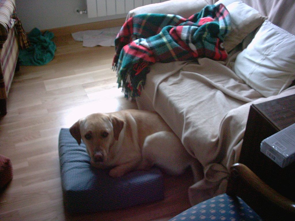 A dog resting on a cushion at home