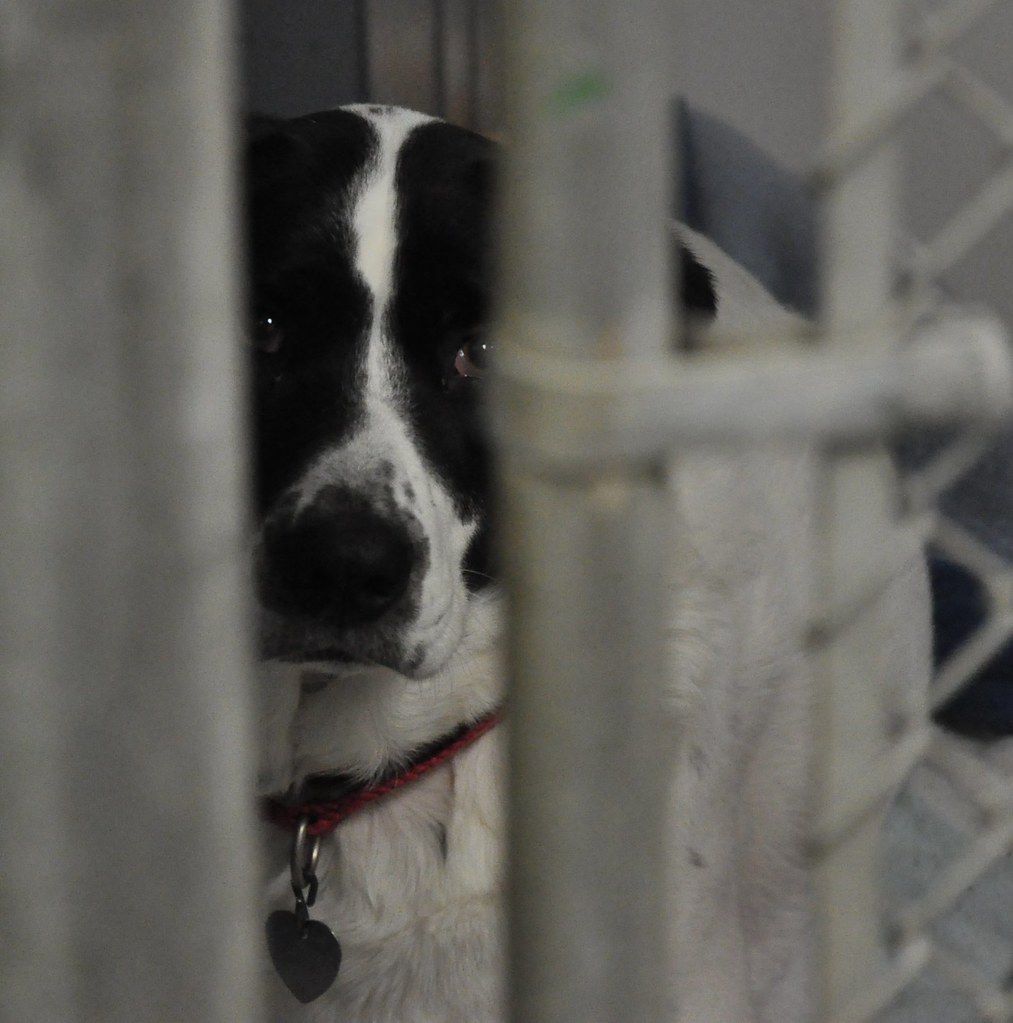 A black and white dog behind a fence with a heart-shaped tag on its collar