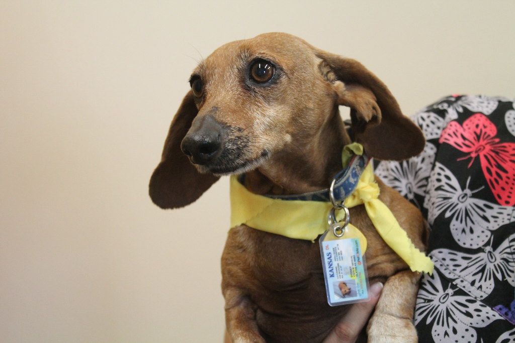 A small dog wearing a novelty photo ID badge on a lanyard