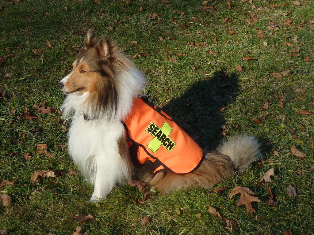 A Shetland sheepdog sitting on grass in an orange working vest
