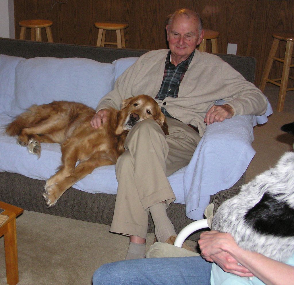 Two dogs relaxing on a sofa at home
