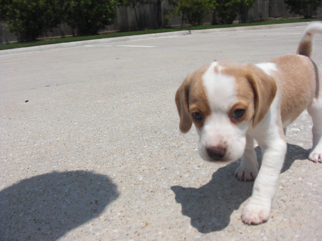 A beagle puppy walking across an apartment complex parking lot