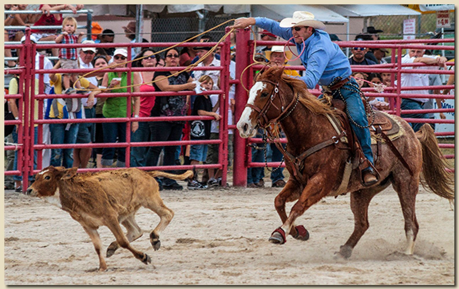 A rider ropes a calf in a dirt arena at the 63rd Annual Homestead Championship Rodeo as spectators watch from the rails