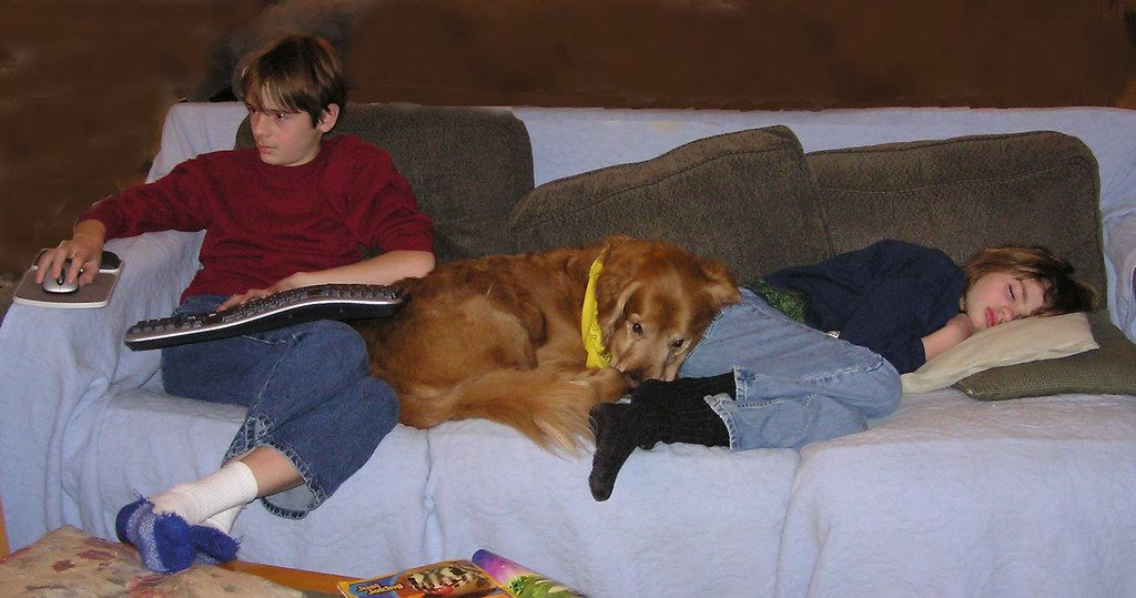 Two boys reading on a couch with a golden retriever stretched out between them