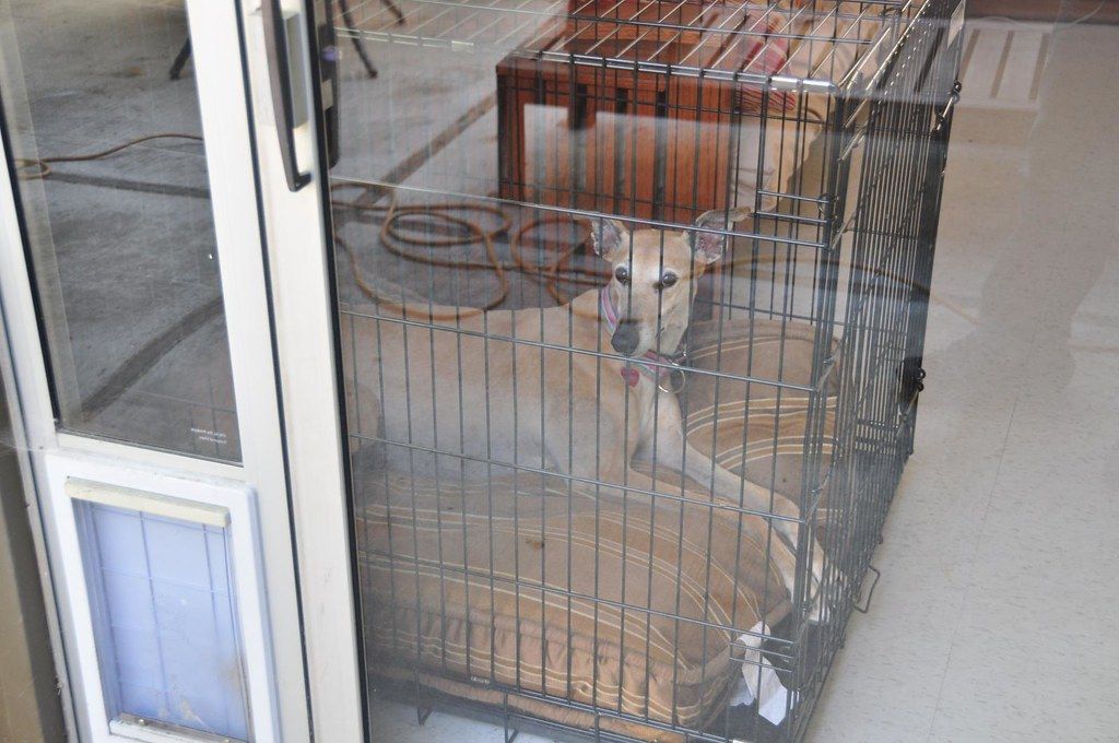 A dog resting calmly inside a wire crate at home