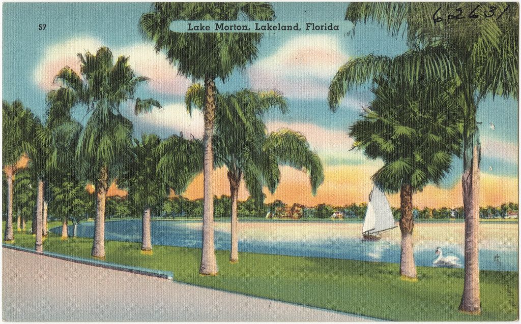 Vintage postcard of palm trees and swans on Lake Morton in Lakeland