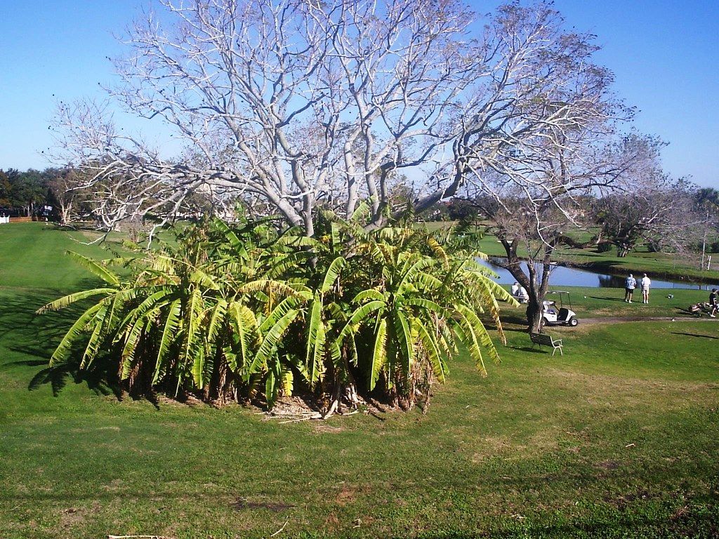 A tree on the Pinecrest golf course in Largo