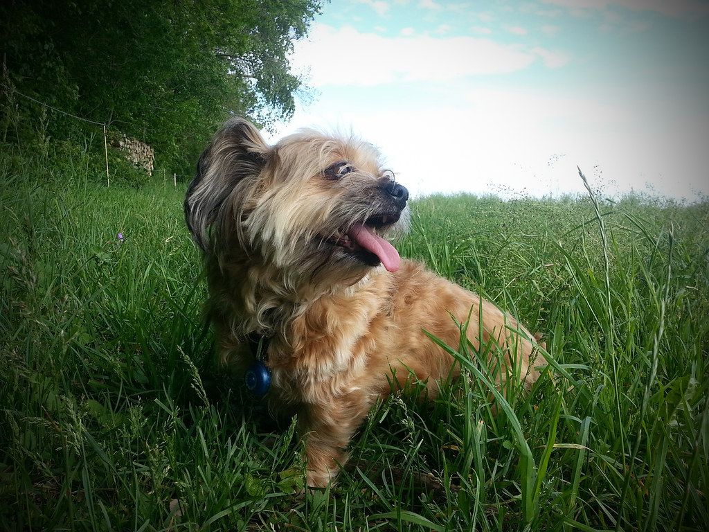 A small shaggy dog resting in tall green grass