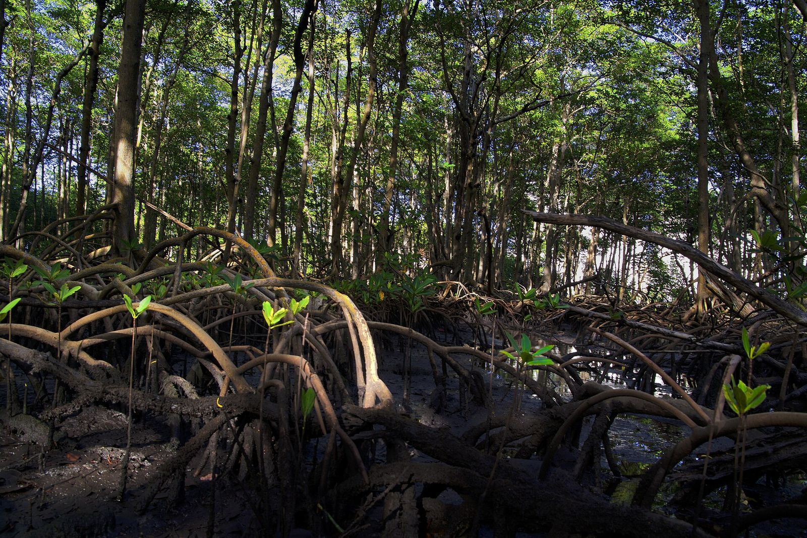 Tangled mangrove roots and dark shaded water at Oleta River State Park in North Miami