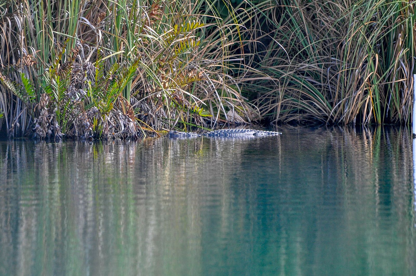 An alligator lying low in clear water under a bank of tall grasses in North Port