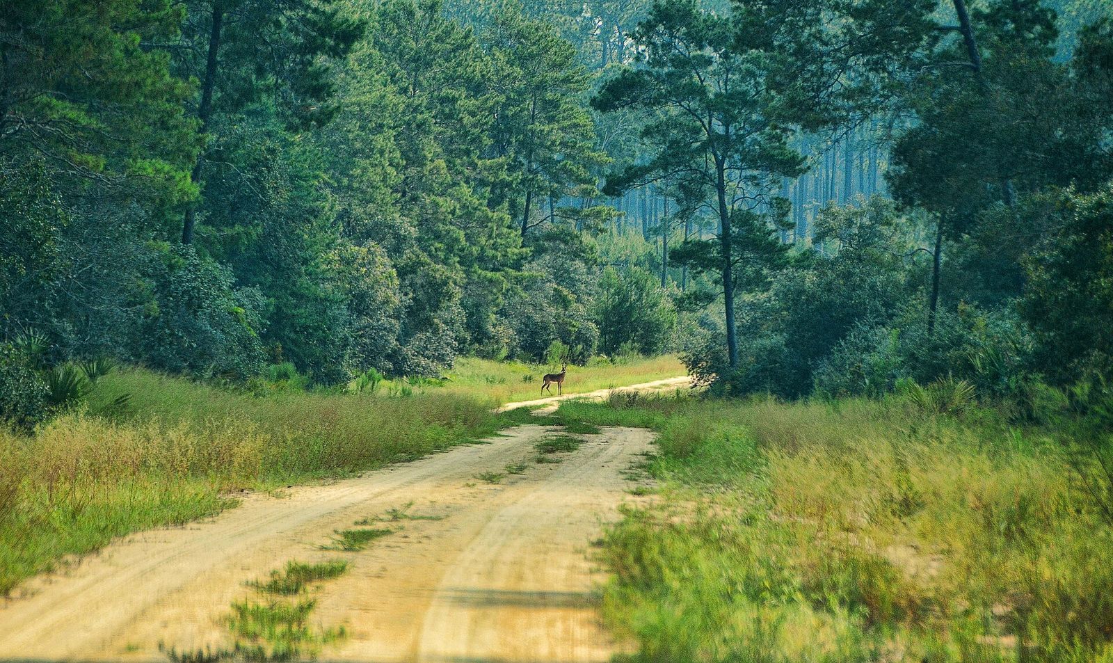 Pine forest and scrub in the Ocala National Forest