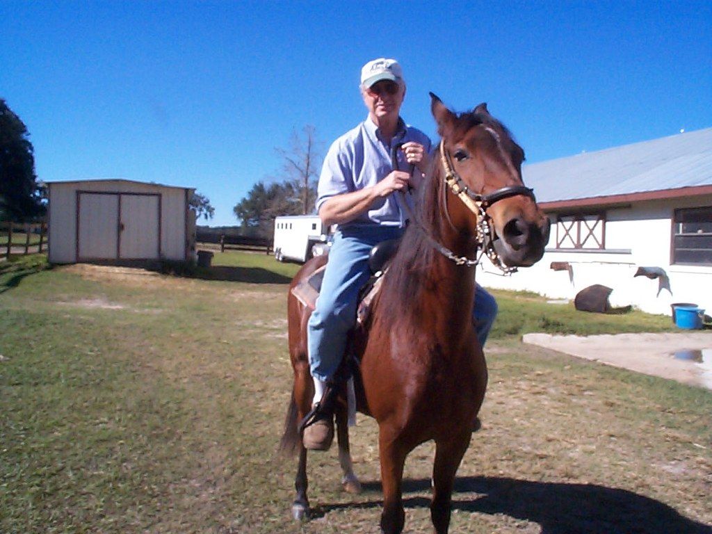 A Paso Fino horse in a paddock near Ocala