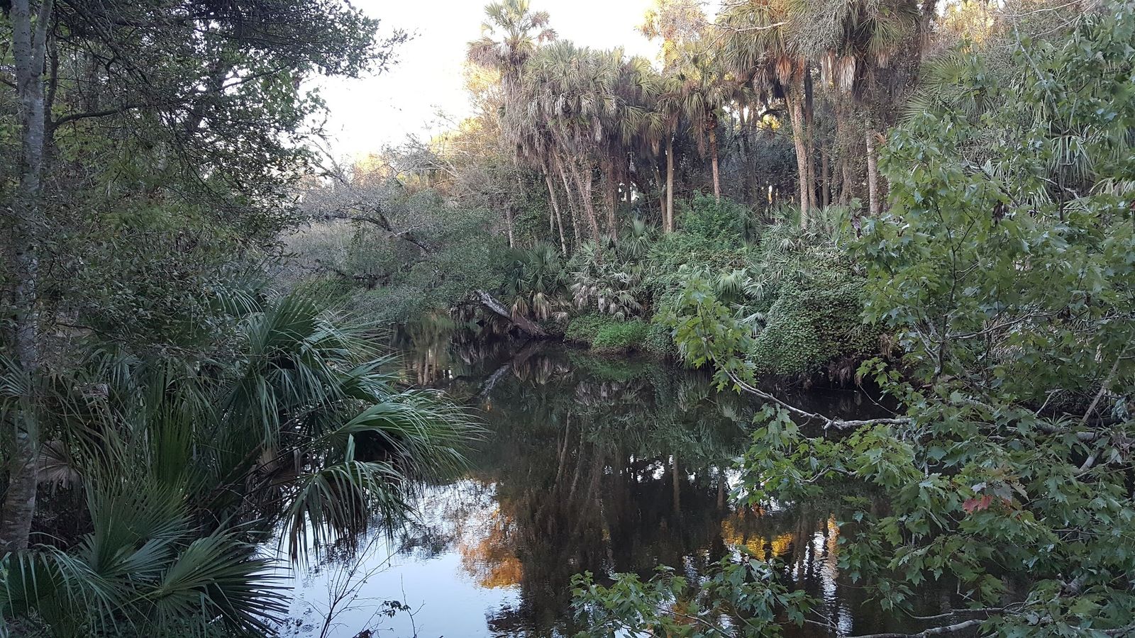 Turkey Creek winding through dense trees in Palm Bay