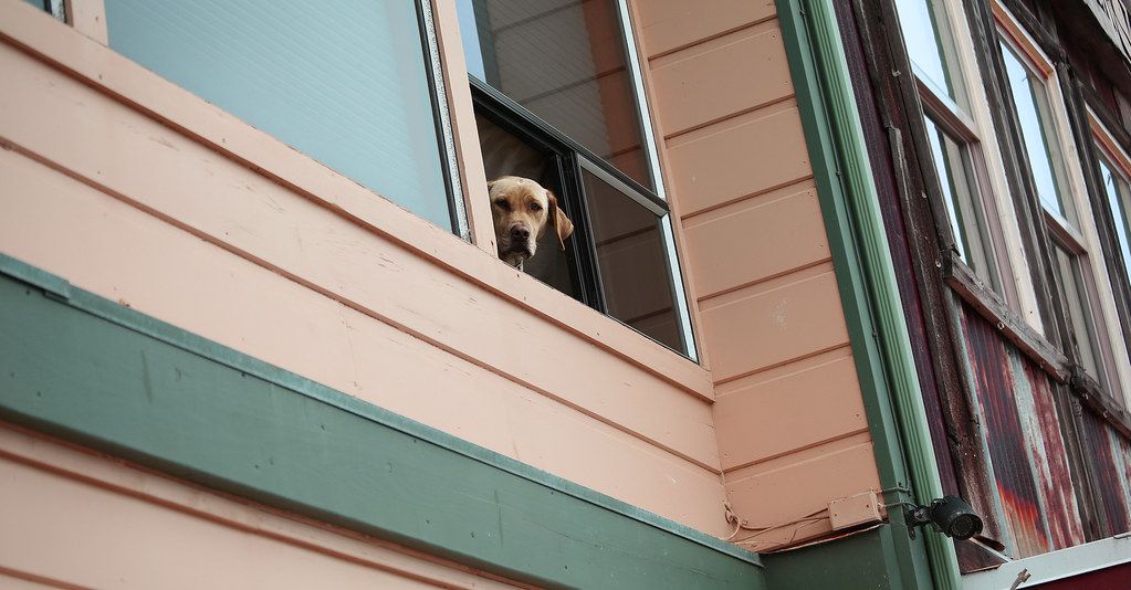 A dog looking out of an upstairs window of a rental house