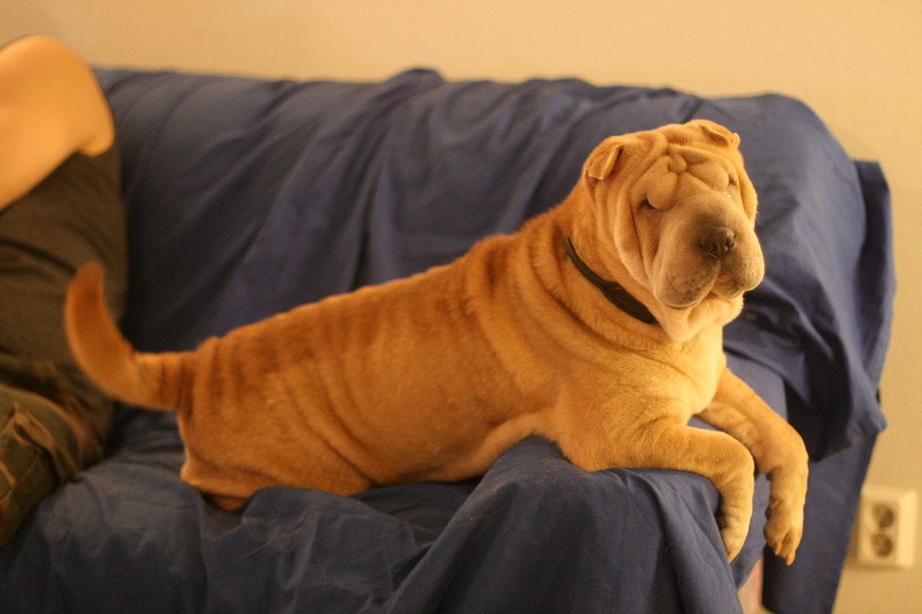 A shar-pei lying on the arm of a couch covered with a blanket
