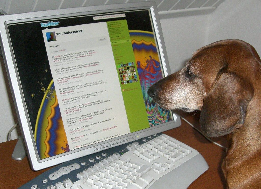 A dog looking at a laptop screen