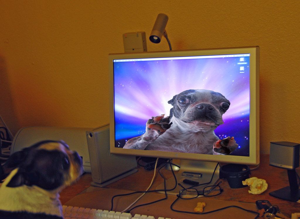 A small terrier sitting beside a laptop