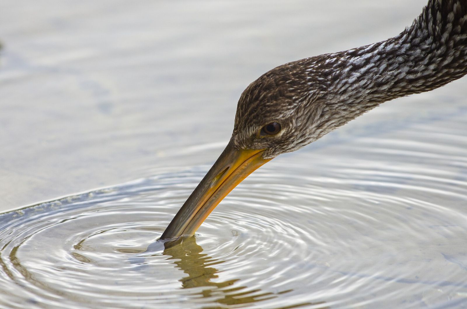 A limpkin beside the Plantation Preserve linear trail