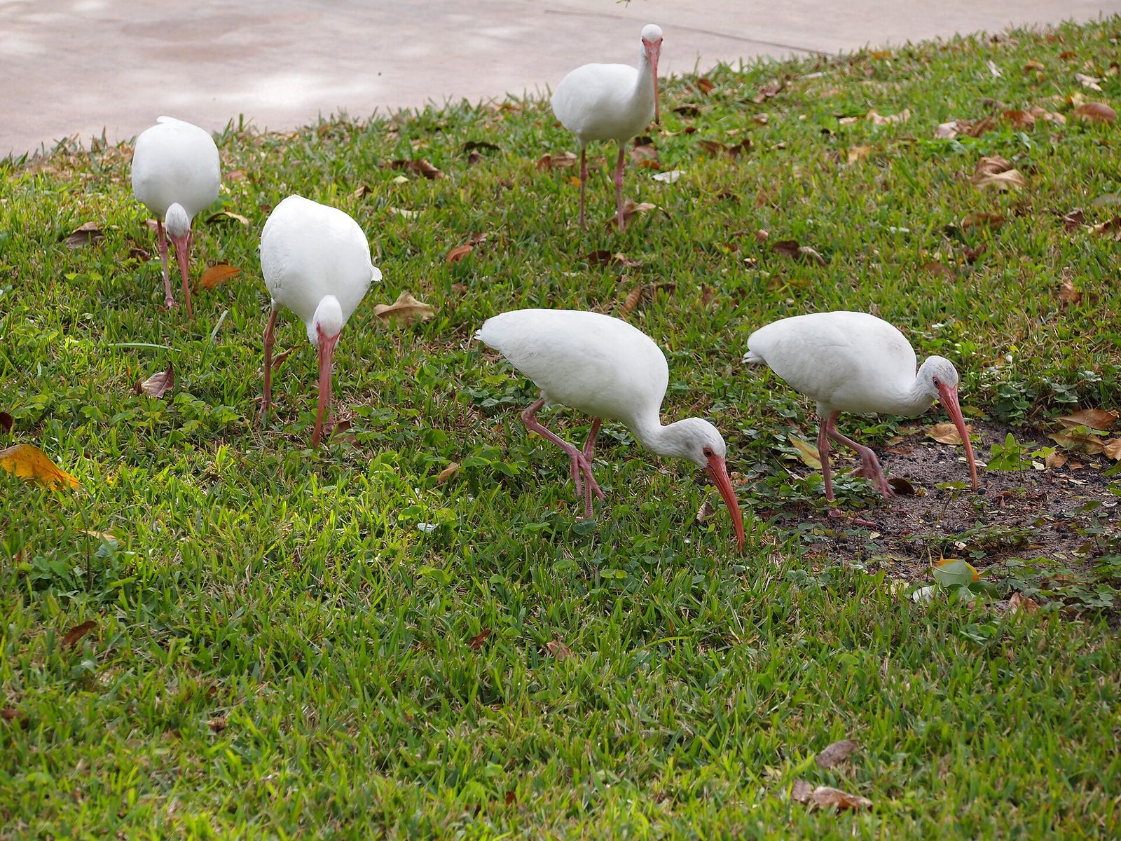 Four American white ibises probing a grassy front garden for food in Port Orange