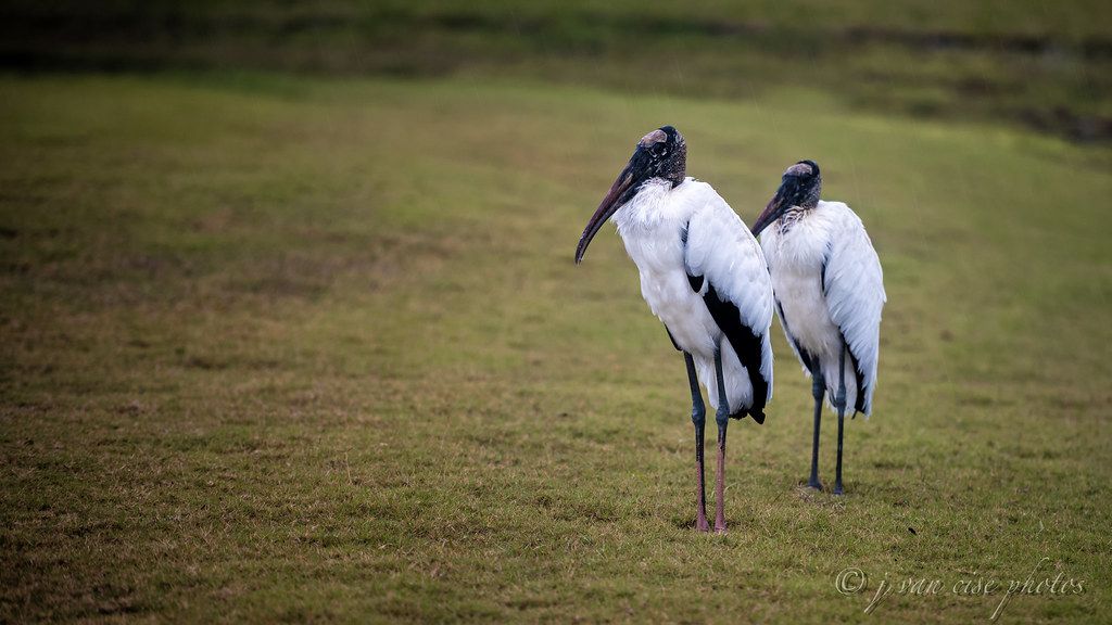 Two wood storks standing on wet grass in Port St. Lucie