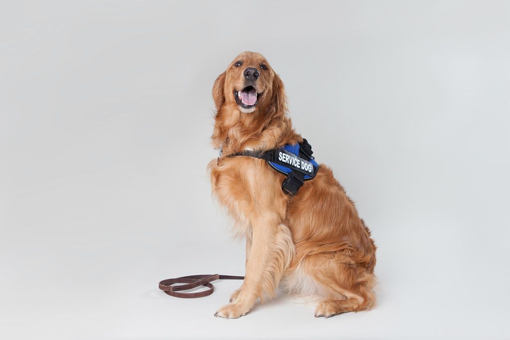 A golden retriever service dog wearing a working vest