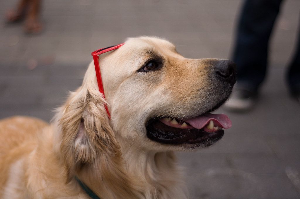 A therapy dog being petted during a visit