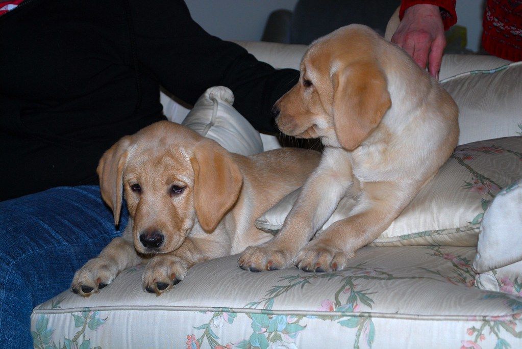 Two dogs resting together in a living room