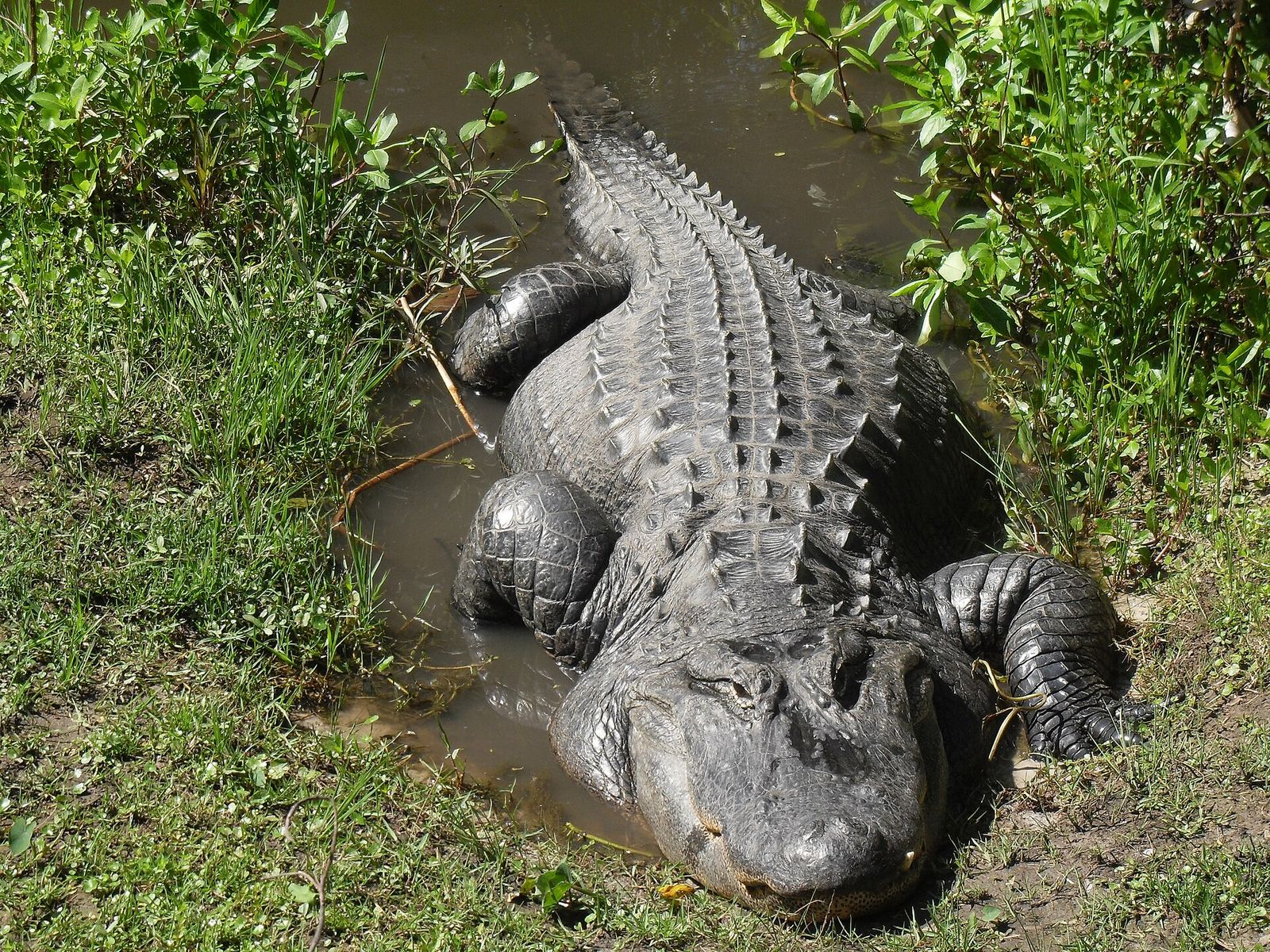 An American alligator resting in a shallow muddy pool among green grass at the Central Florida Zoo in Sanford